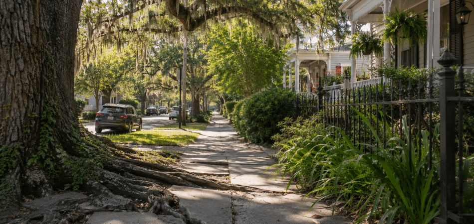 Sunny tree-lined street with historic homes